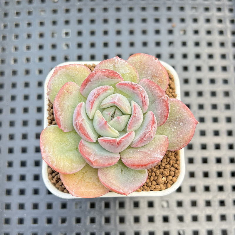 Echeveria Hybrid sp. 1"-2" Hand-Selected Clone (From Brotherly Farm) Succulent Plant Cutting