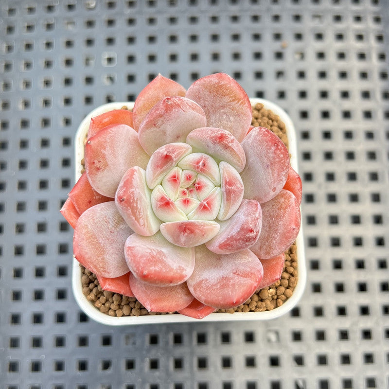 Echeveria Hybrid sp. 1"-2" Hand-Selected Clone (From Brotherly Farm) Succulent Plant Cutting