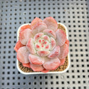 Echeveria Hybrid sp. 1"-2" Hand-Selected Clone (From Brotherly Farm) Succulent Plant Cutting