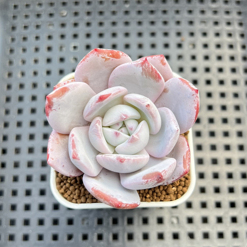 Echeveria Hybrid sp. 1"-2" Hand-Selected Clone (From Brotherly Farm) Succulent Plant Cutting