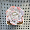 Echeveria Hybrid sp. 1"-2" Hand-Selected Clone (From Brotherly Farm) Succulent Plant Cutting
