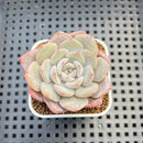Echeveria Hybrid sp. 1"-2" Hand-Selected Clone (From Brotherly Farm) Succulent Plant Cutting
