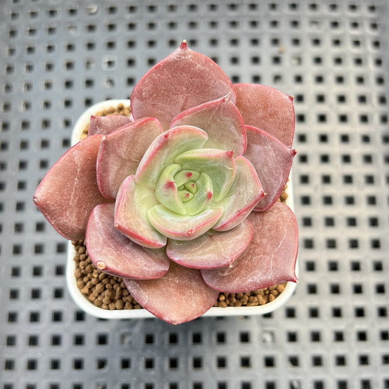 Echeveria Hybrid sp. 1"-2" Hand-Selected Clone (From Brotherly Farm) Succulent Plant Cutting
