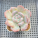 Echeveria Hybrid sp. 1"-2" Hand-Selected Clone (From Brotherly Farm) Succulent Plant Cutting