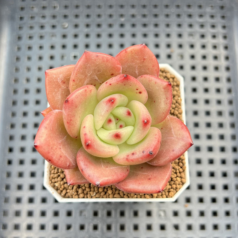 Echeveria Hybrid sp. 1"-2" Hand-Selected Clone (From Brotherly Farm) Succulent Plant Cutting