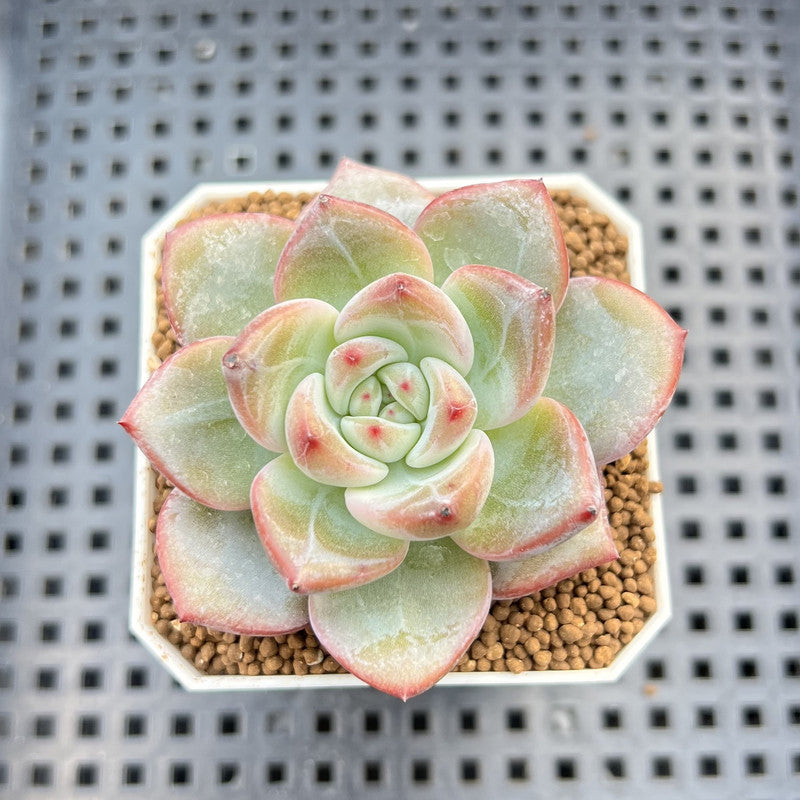 Echeveria Hybrid sp. 1"-2" Hand-Selected Clone (From Brotherly Farm) Succulent Plant Cutting