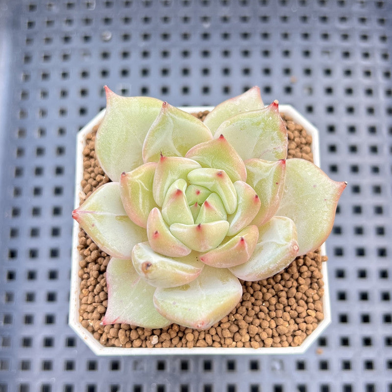 Echeveria Hybrid sp. 1"-2" Hand-Selected Clone (From Brotherly Farm) Succulent Plant Cutting