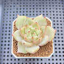 Echeveria Hybrid sp. 1"-2" Hand-Selected Clone (From Brotherly Farm) Succulent Plant Cutting