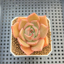 Echeveria Hybrid sp. 1"-2" Hand-Selected Clone (From Brotherly Farm) Succulent Plant Cutting