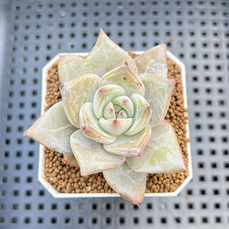Echeveria Hybrid sp. 1"-2" Hand-Selected Clone (From Brotherly Farm) Succulent Plant Cutting