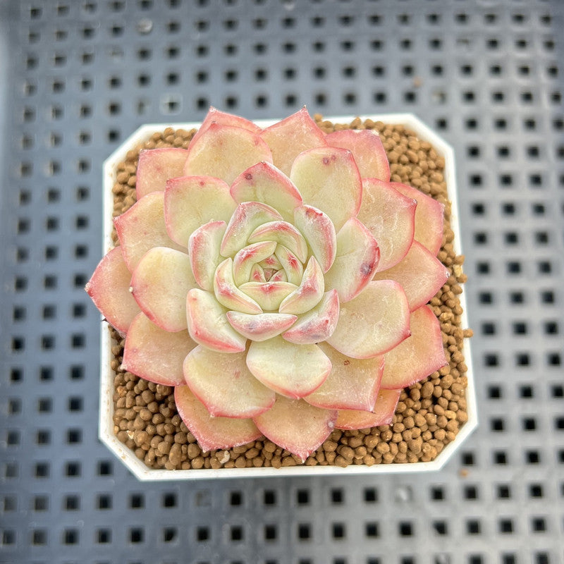 Echeveria Hybrid sp. 1"-2" Hand-Selected Clone (From Brotherly Farm) Succulent Plant Cutting