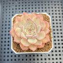 Echeveria Hybrid sp. 1"-2" Hand-Selected Clone (From Brotherly Farm) Succulent Plant Cutting