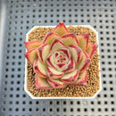 Echeveria Hybrid sp. 1"-2" Hand-Selected Clone (From Brotherly Farm) Succulent Plant Cutting