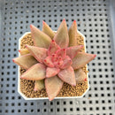 Echeveria Hybrid sp. 1"-2" Hand-Selected Clone (From Brotherly Farm) Succulent Plant Cutting