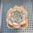 Echeveria Hybrid sp. 1"-2" Hand-Selected Clone (From Brotherly Farm) Succulent Plant Cutting