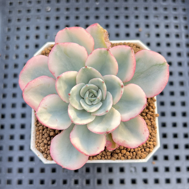 Echeveria 'Peaches & Cream' Variegated 2" Succulent Plant Cutting