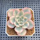 Echeveria 'Peaches & Cream' Variegated 2" Succulent Plant Cutting