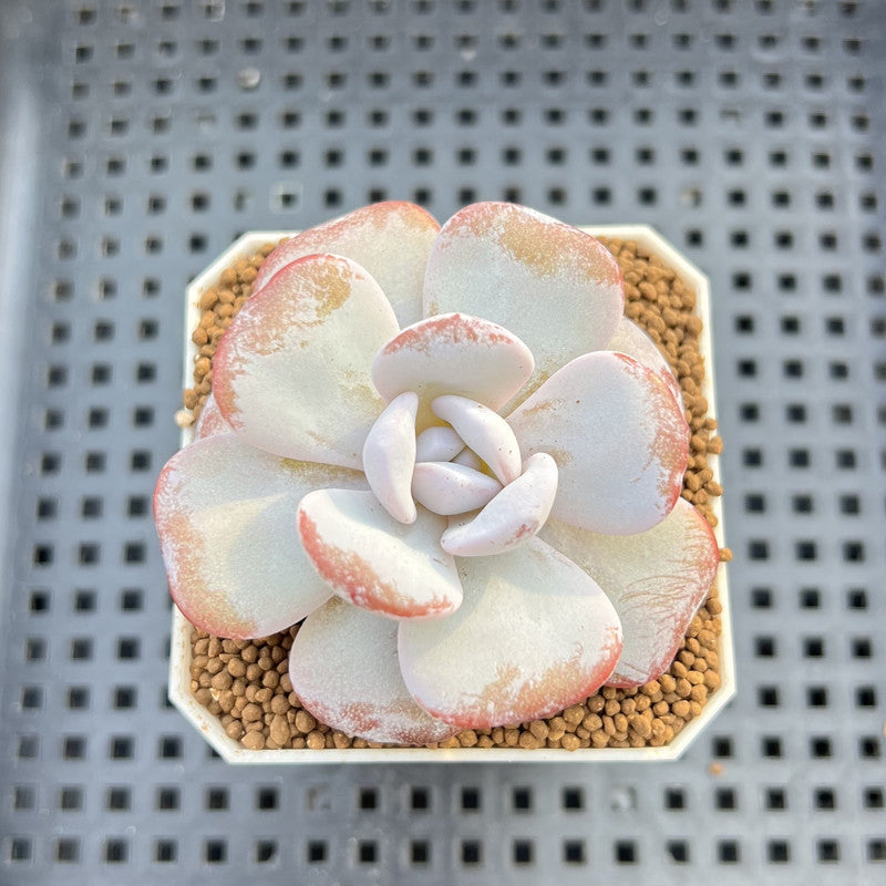 Echeveria Laui 1"-2" Succulent Plant Cutting