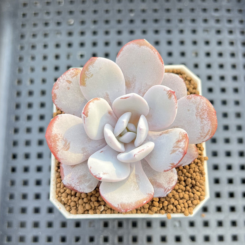 Echeveria Laui 1"-2" Succulent Plant Cutting