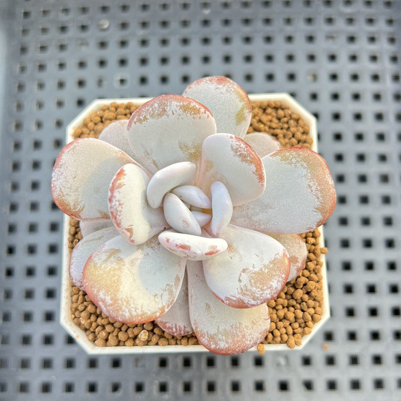 Echeveria Laui 1"-2" Succulent Plant Cutting