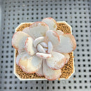 Echeveria Laui 1"-2" Succulent Plant Cutting