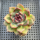 Echeveria 'Black Bear' 2" Succulent Plant