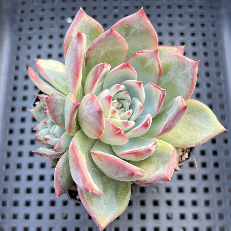 Echeveria 'Ratam' 3" Succulent Plant
