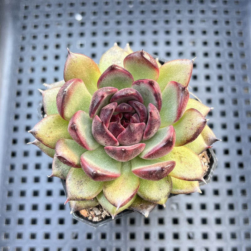 Echeveria sp. 2"-3" Succulent Plant