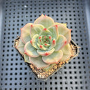 Echeveria 'Diamond Dragon' 2" (Red Dragon Variant) Succulent Plant