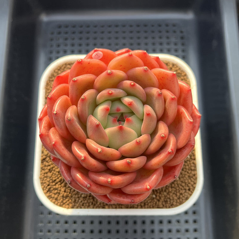 Echeveria 'The Invincible East' 4"-5" Large Succulent Plant Cutting