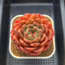 Echeveria 'The Invincible East' 4"-5" Large Succulent Plant Cutting
