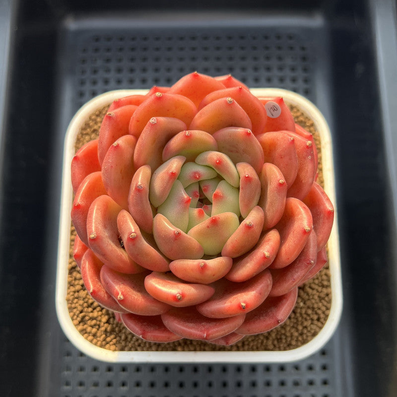 Echeveria 'The Invincible East' 4"-5" Large Succulent Plant Cutting