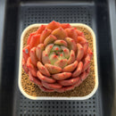 Echeveria 'The Invincible East' 4"-5" Large Succulent Plant Cutting