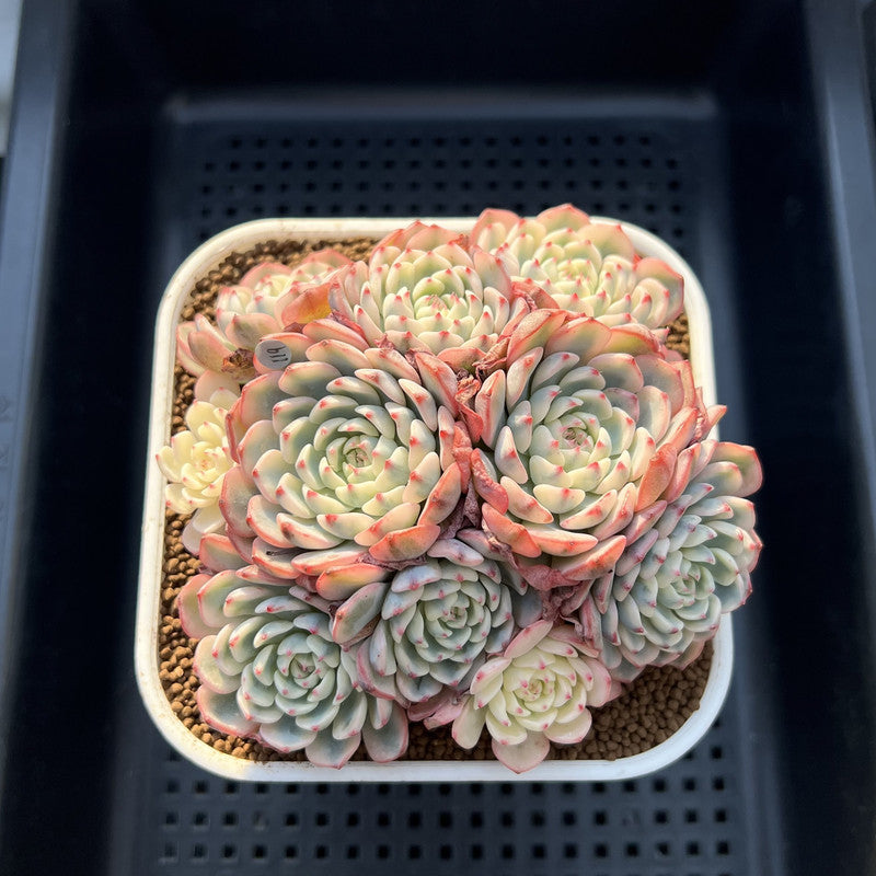 Echeveria 'Minima' Variegated 4" Cluster Succulent Plant Cutting