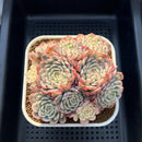 Echeveria 'Minima' Variegated 4" Cluster Succulent Plant Cutting