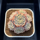 Echeveria 'Minima' Variegated 4" Cluster Succulent Plant Cutting