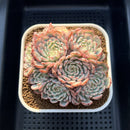 Echeveria 'Minima' Variegated 4" Cluster Succulent Plant Cutting
