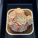 Echeveria 'Minima' Variegated 4" Cluster Succulent Plant Cutting