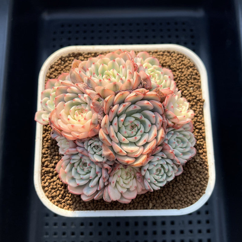 Echeveria 'Minima' Variegated 4" Cluster Succulent Plant Cutting