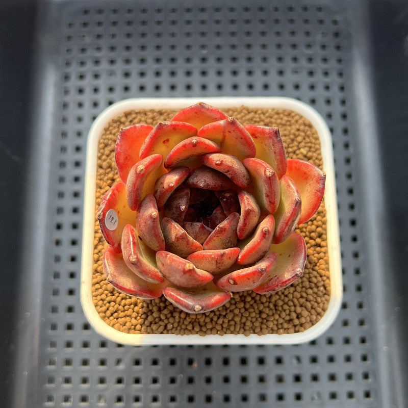 Echeveria 'Dark Pearl' 2"-3" Succulent Plant Cutting