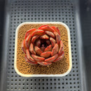 Echeveria 'Dark Pearl' 2"-3" Succulent Plant Cutting