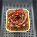 Echeveria 'Dark Pearl' 2"-3" Succulent Plant Cutting