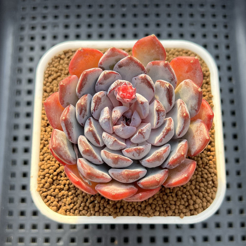 Echeveria 'Dark Horizon' 2"-3" Succulent Plant Cutting