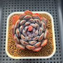 Echeveria 'Dark Horizon' 2"-3" Succulent Plant Cutting