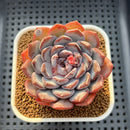 Echeveria 'Dark Horizon' 2"-3" Succulent Plant Cutting