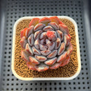 Echeveria 'Dark Horizon' 2"-3" Succulent Plant Cutting