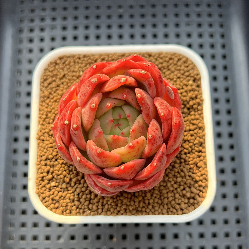 Echeveria 'My Boo' 2"-3" Succulent Plant Cutting