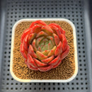 Echeveria 'My Boo' 2"-3" Succulent Plant Cutting