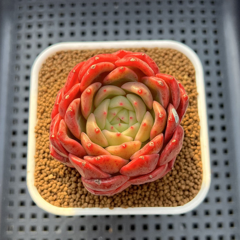 Echeveria 'My Boo' 2"-3" Succulent Plant Cutting