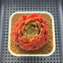Echeveria 'My Boo' 2"-3" Succulent Plant Cutting